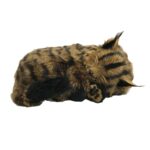 Perfect Petzzz Maine Coon